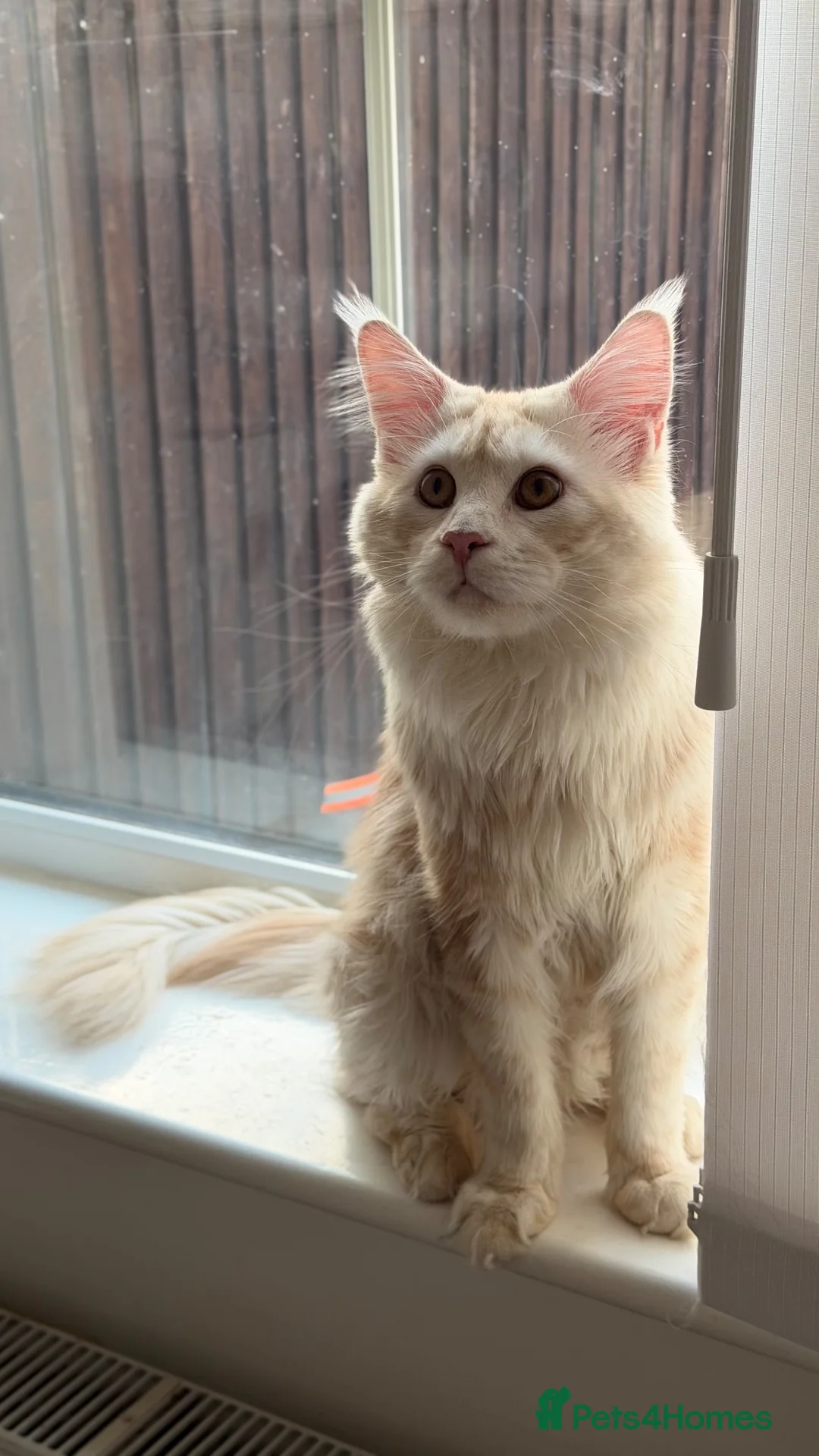 Maine Coon cats for stud: Simba  - Advert 3