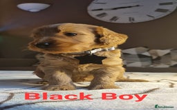 Labradoodle dogs for sale: Labradoodle Fox Red ❤️💞❤️Health check - Image 2