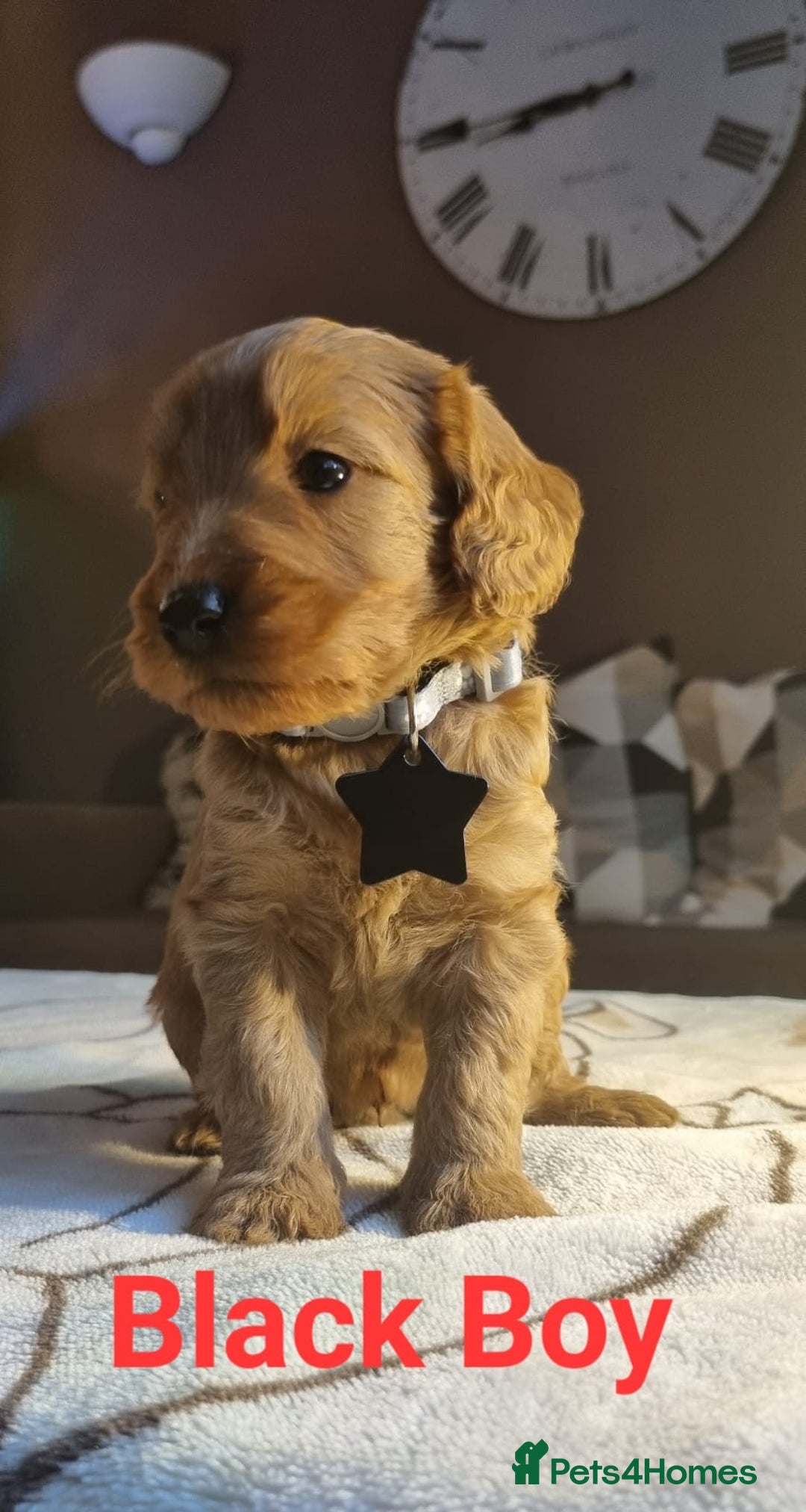 Labradoodle dogs for sale: Labradoodle Fox Red ❤️💞❤️Health check - Image 2