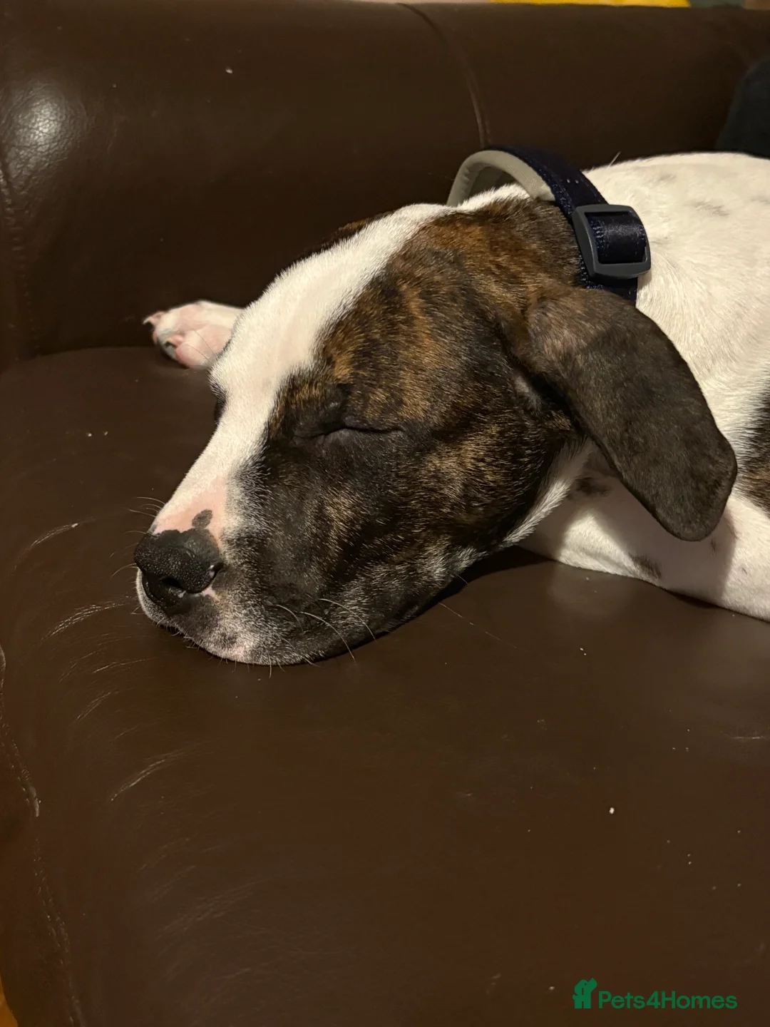 Mixed Breed dogs for sale: Cane Corso X Staffordshire bull terrier pup - Advert 6