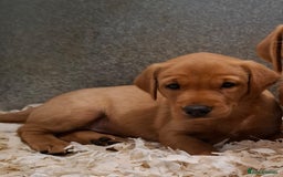 Labrador Retriever dogs for sale: Fox Red Labrador Puppies Girls Available 🌟 - Image 6
