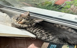 Ragcoon cats for sale: Polydactyl Ragcoons!  in Shepton Mallet - Image 14