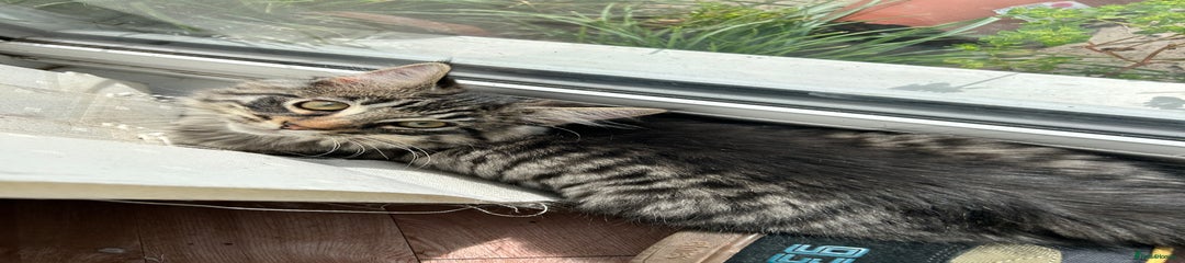 Ragcoon Kitten 4