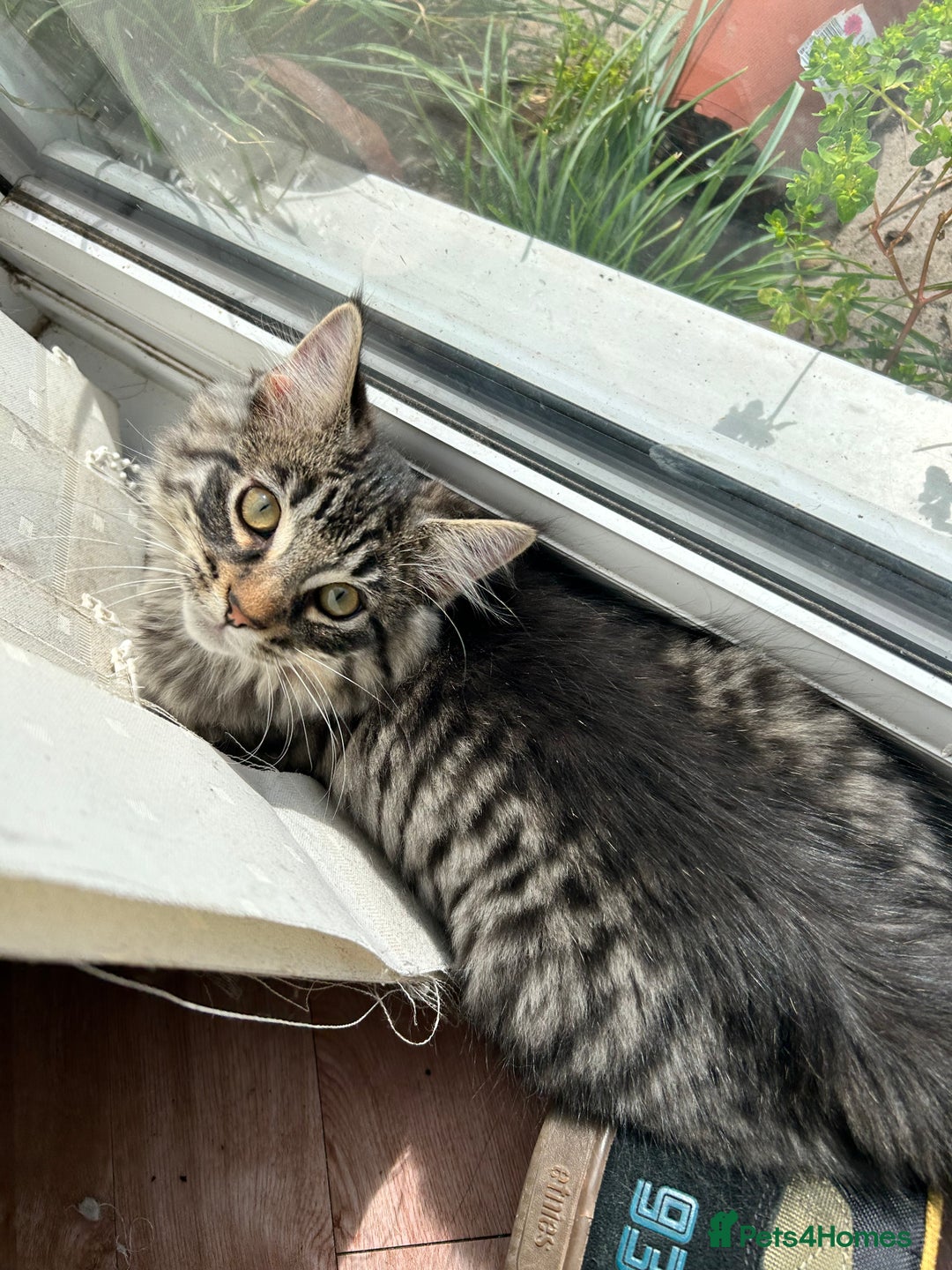 Ragcoon cats for sale: Polydactyl Ragcoons!  in Shepton Mallet - Image 14