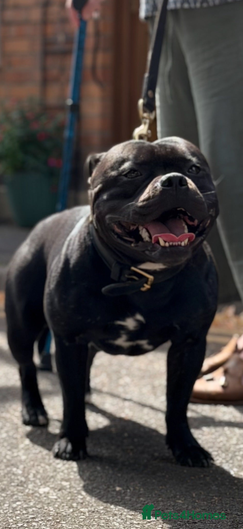 Staffordshire Bull Terrier dogs  stud pedigree full of champions  - Advert 4