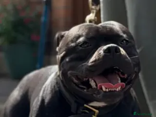 Staffordshire Bull Terrier dogs stud pedigree full of champions - Advert 4