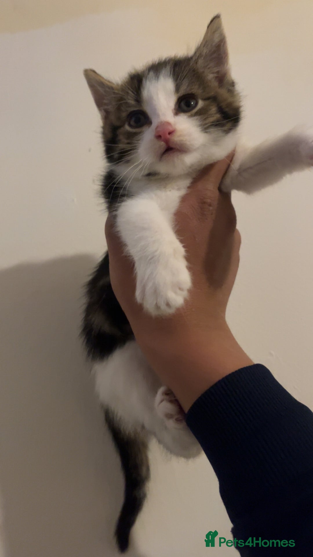 Domestic Shorthair cats for sale: cute calico kittens - Advert 5