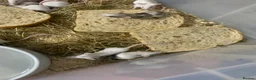 Mouse rodents for sale: Let fancy mice  - Advert 11