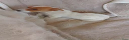 Jack Russell dogs for sale: Farmer pet jack Russell  - Advert 4