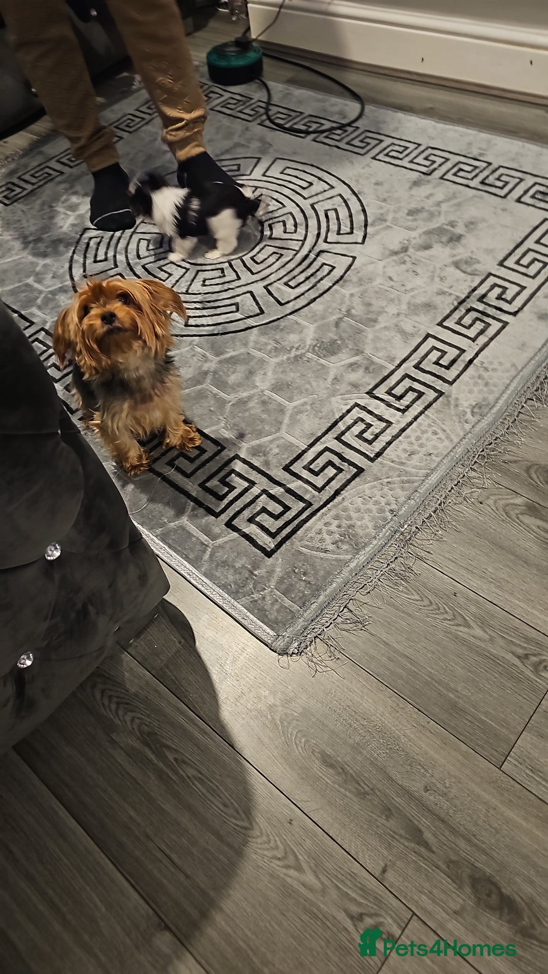 Yorkshire Terrier dogs for sale: Yorky boy - Advert 1