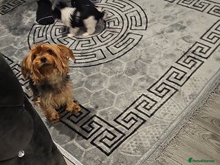 Yorkshire Terrier dogs Yorky boy - Advert 9