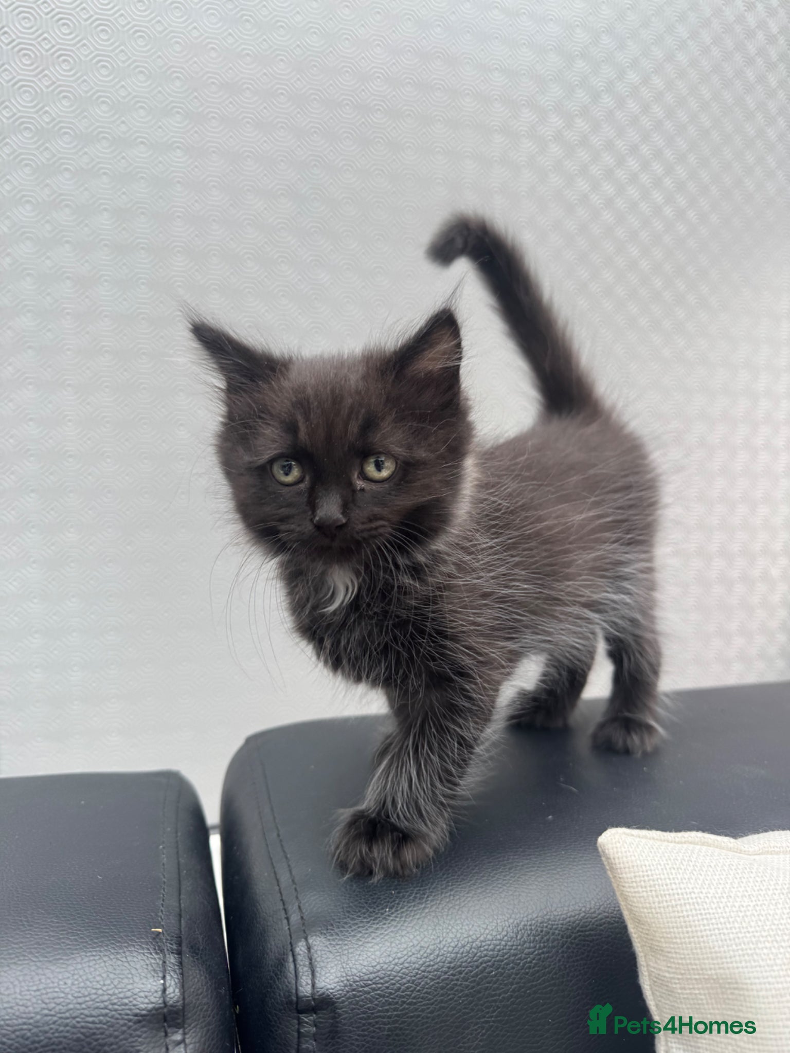 Ragdoll Kitten 2