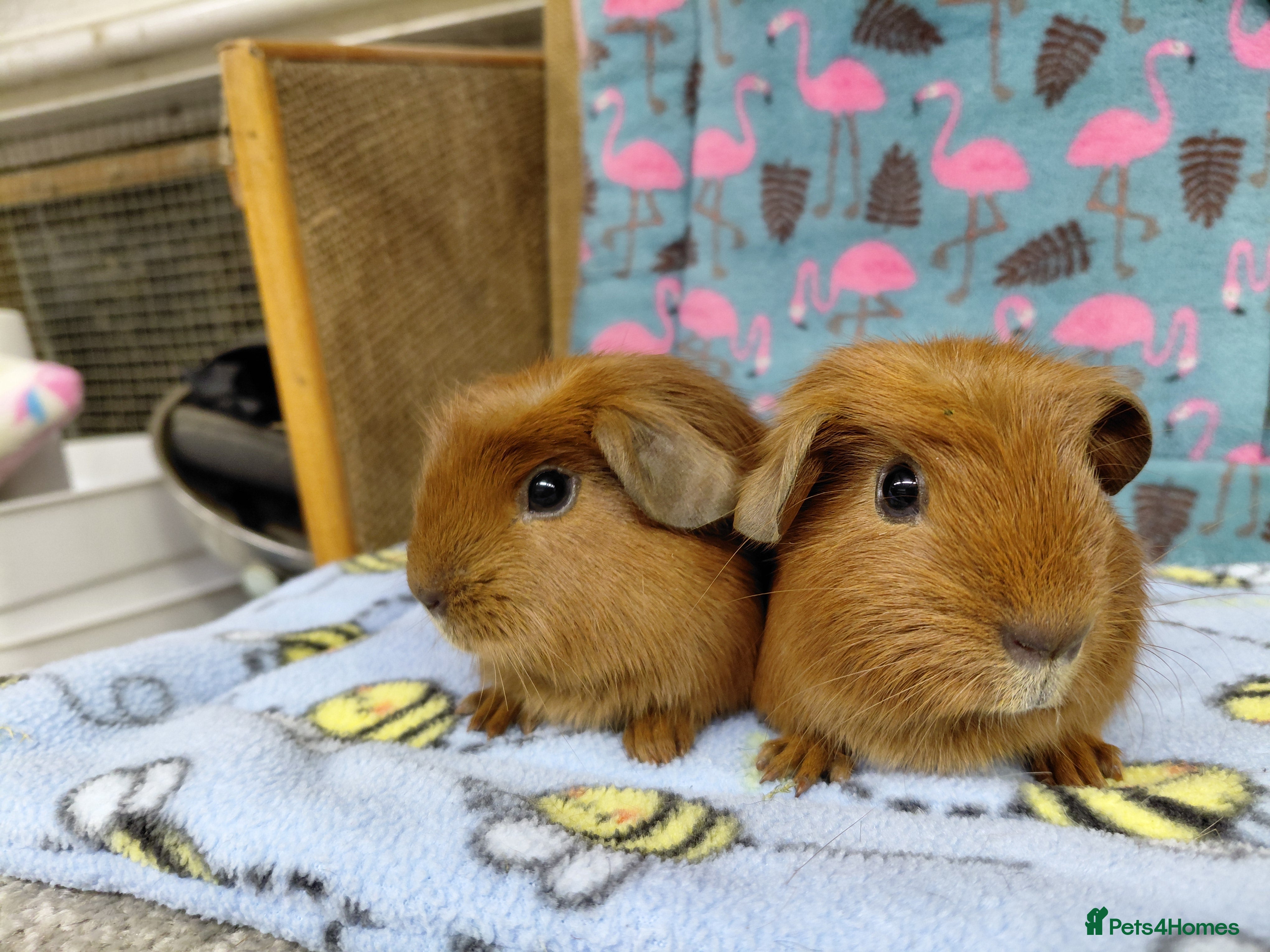 Guinea Pig rodents Retired Teddies / Longhaired Retired Young Adults. - Advert 12