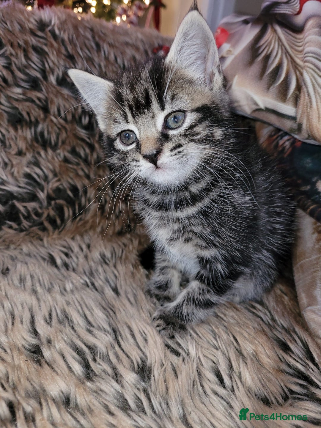 British Shorthair cats for sale: 🐾 Beautiful British Shorthair Kittens  - Advert 8