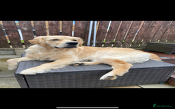 Golden Retriever dogs for stud: KC Registered Golden Retriever Stud - Image 6
