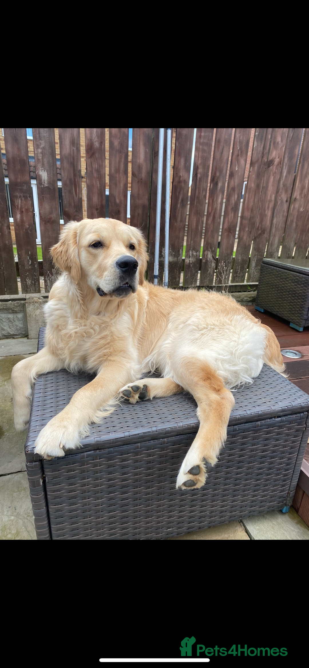 Golden Retriever dogs for stud: KC Registered Golden Retriever Stud - Image 6