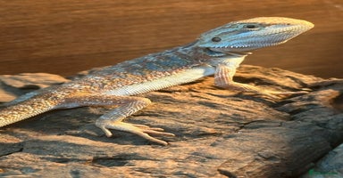 Bearded Dragon reptiles - Advert 11