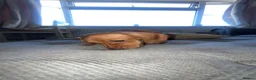 Dachshund dogs for sale: Choclate tri dashund full size  - Advert 13