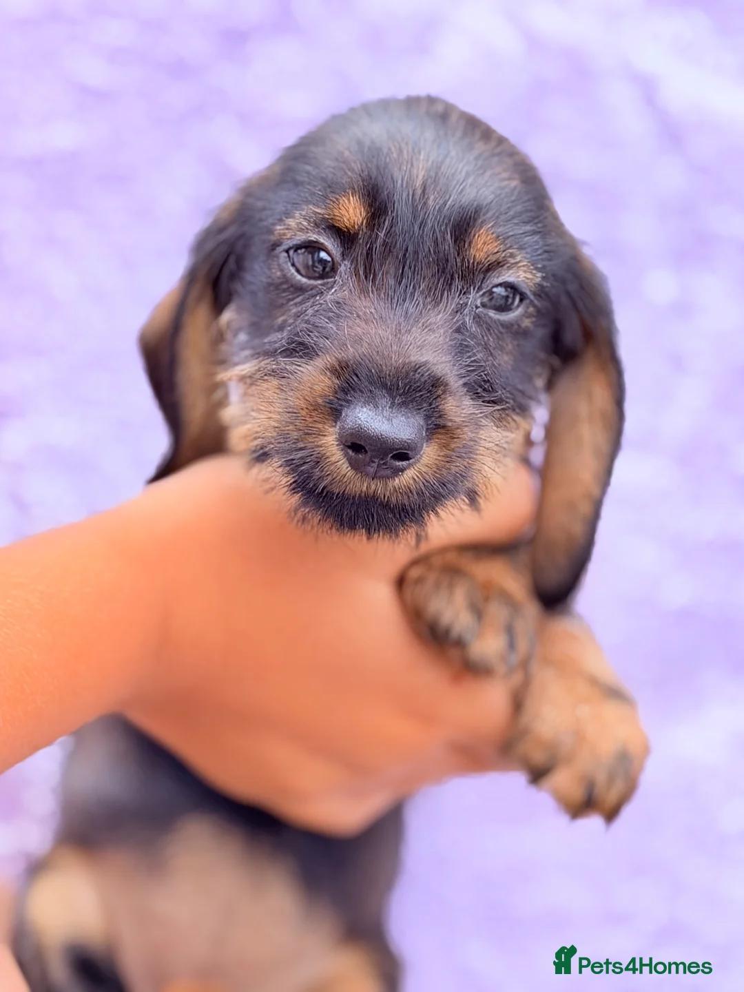 Miniature Dachshund dogs for sale: 🐾Exceptional Teckel Puppies, Ready To Go Now  🐾 - Advert 18