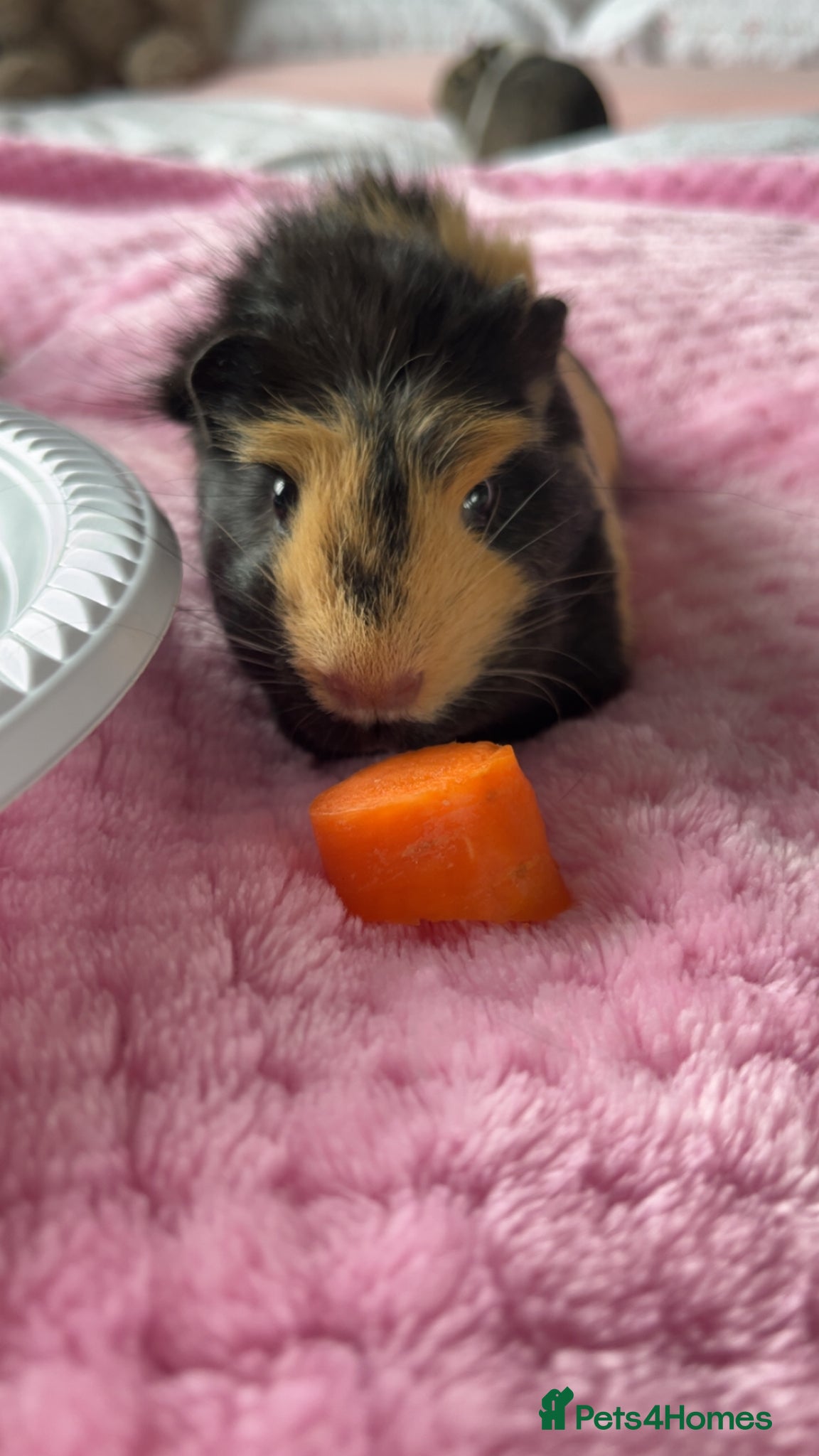 Guinea Pig rodents Black & Yellow Female Guinea Pig  - Advert 1