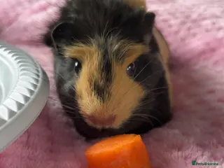 Guinea Pig rodents Black & Yellow Female Guinea Pig - Advert 1