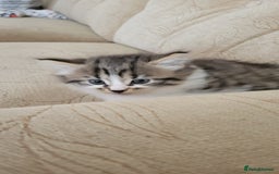 British Shorthair cats for sale: British Short-hair kittens - Image 15