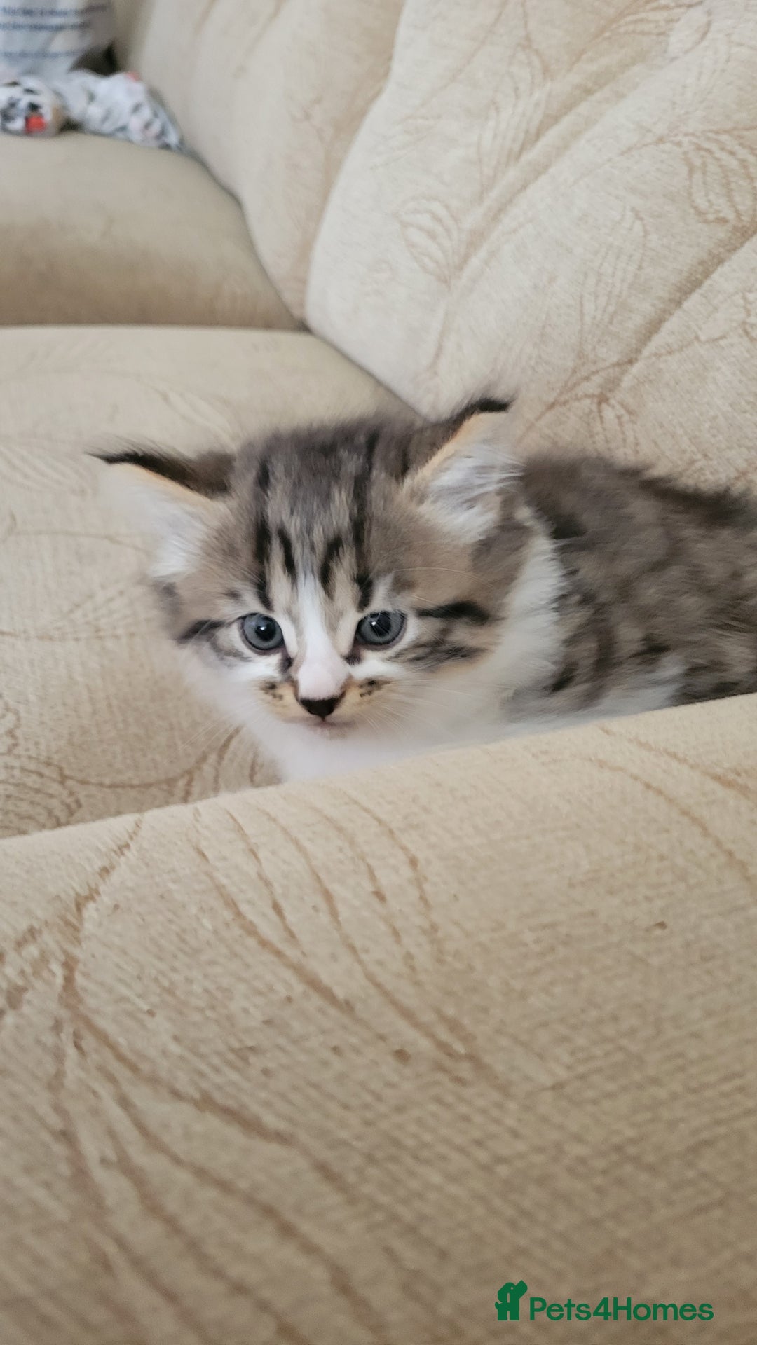 British Shorthair cats for sale: British Short-hair kittens - Image 15