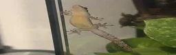 Gecko reptiles for sale: Mourning Geckos - Advert 3