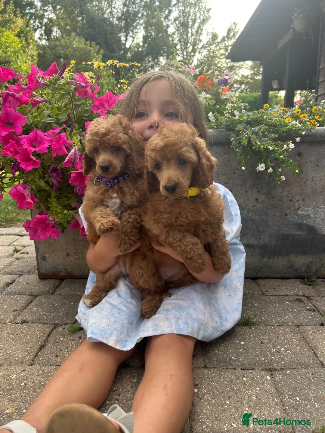 Poodle dogs for sale: Home bred miniature poodles ready too leave us  - Advert 2