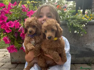 Poodle dogs Home bred miniature poodles - Advert 3