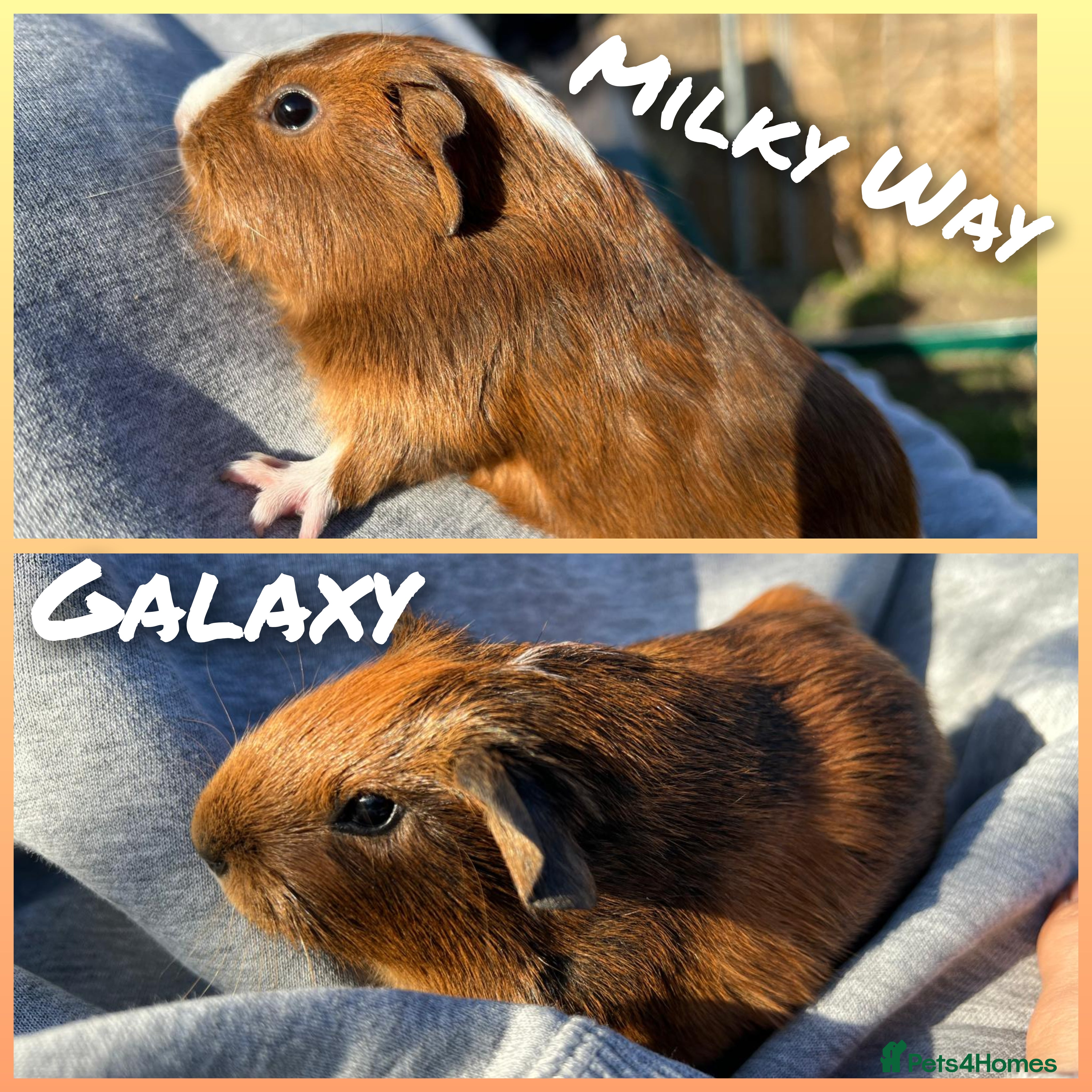Guinea Pig rodents (5wOld)Baby Guinea pigs. IP39Es - Advert 15