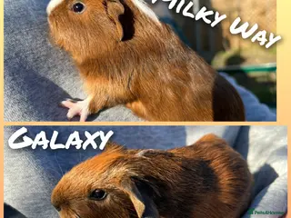 Guinea Pig rodents (5wOld)Baby Guinea pigs. IP39Es - Advert 15