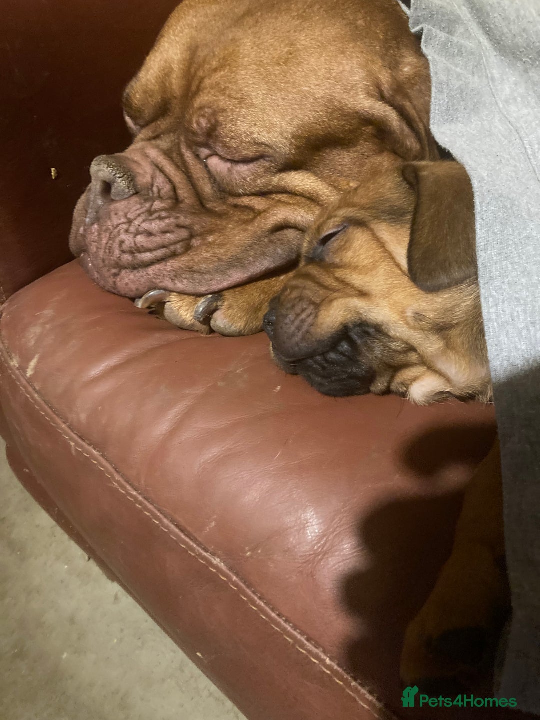 Mixed Breed dogs for sale: Gibbs - Advert 3