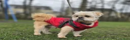 Shih Tzu dogs for sale: Beautiful Shih Tzu Puppies 5 girls 1 boy - Advert 25