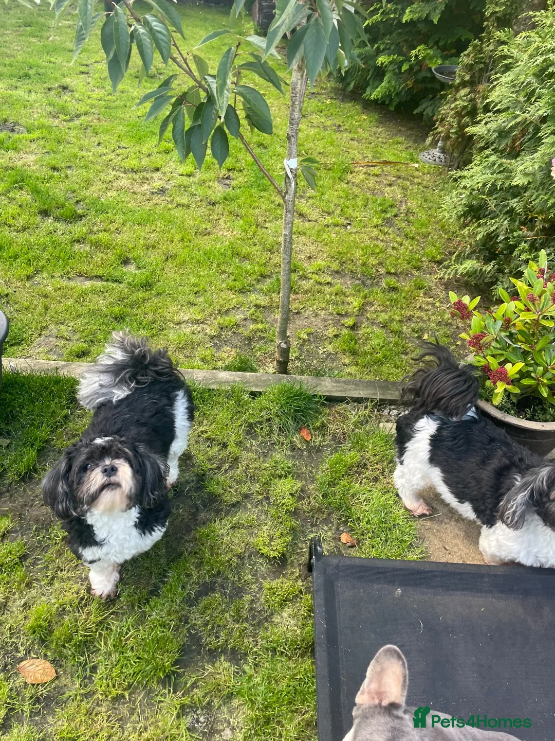 Lhasa Apso dogs for sale: Male and female Lhasa apso rehome  - Advert 10