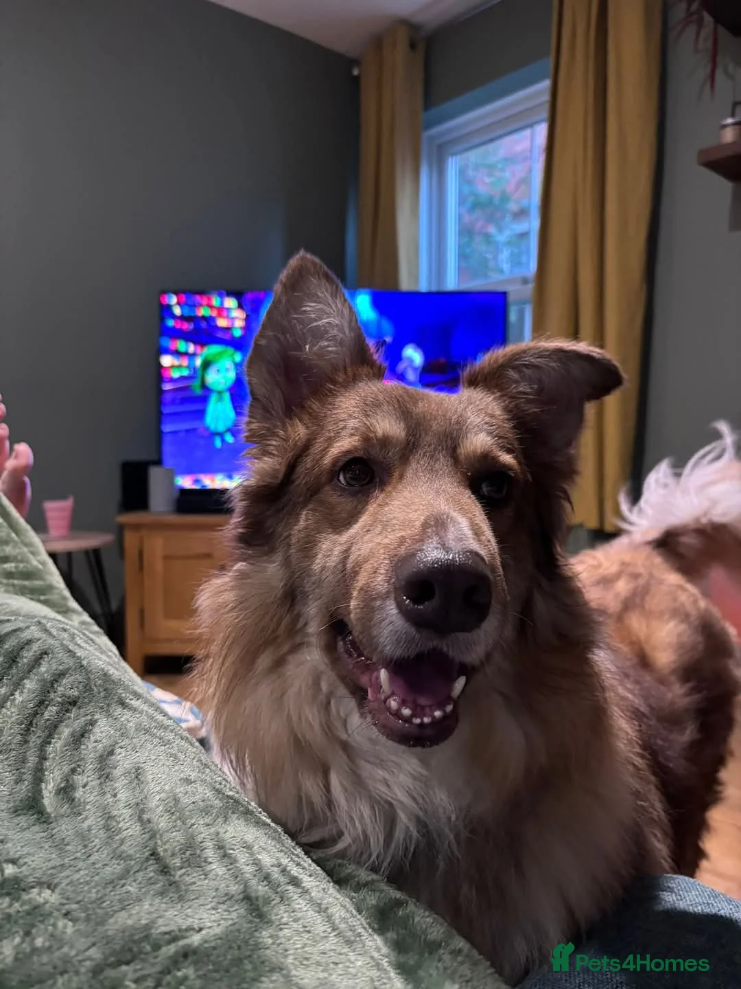 Mixed Breed dogs for adoption: Meet Teddy, currently residing in Lincolnshire  in Mablethorpe - Advert 12