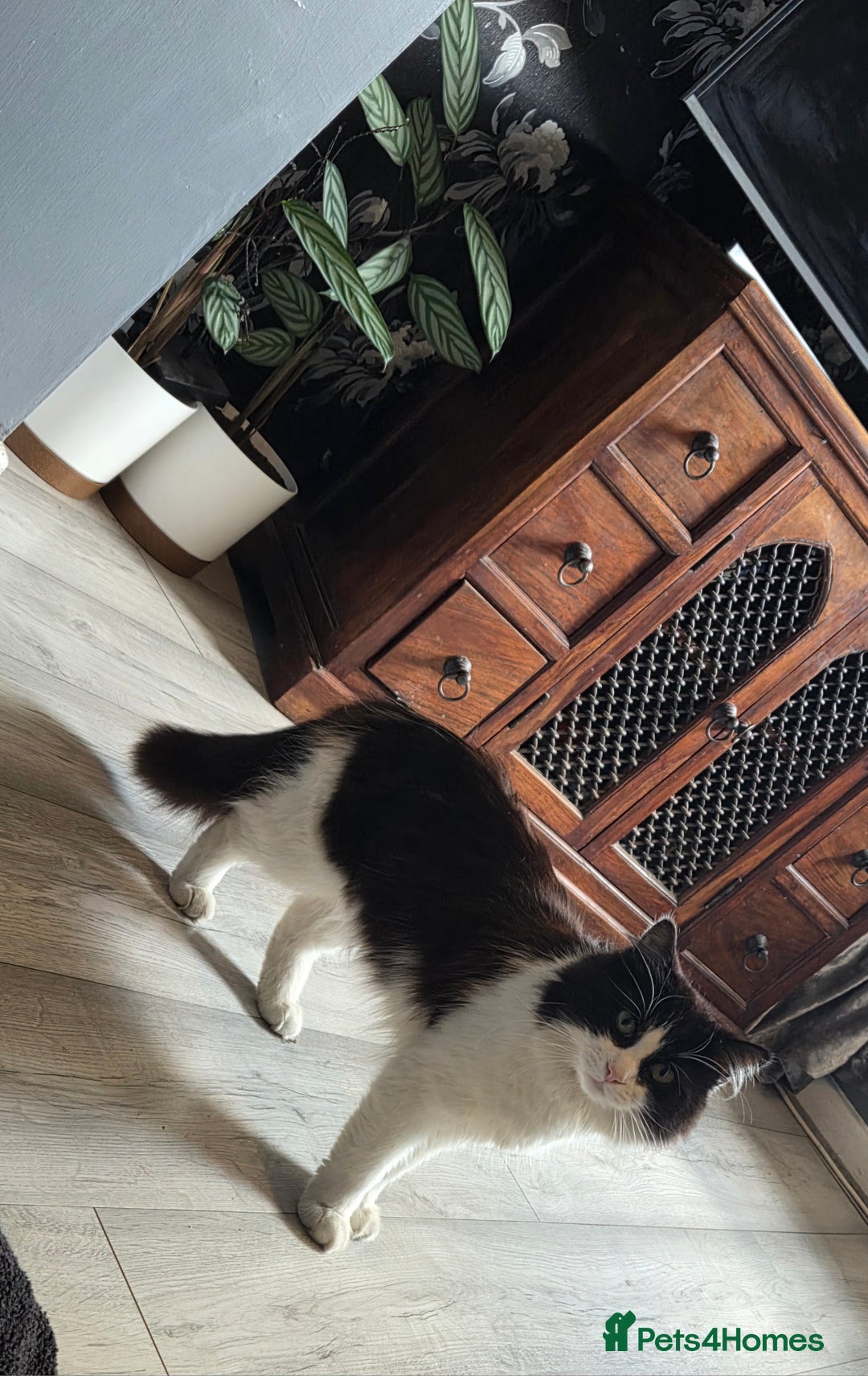 Maine Coon cats for sale: Stunning maincoon cross kittens  - Image 22