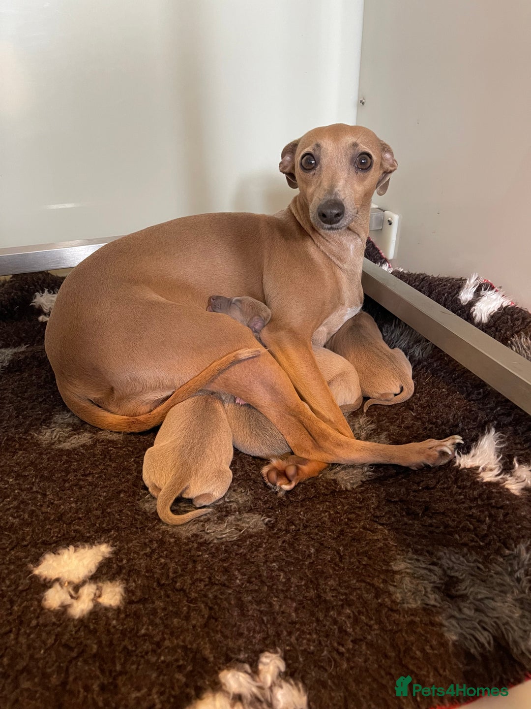 Italian Greyhound dogs for sale: Italian greyhound pups  - Image 2