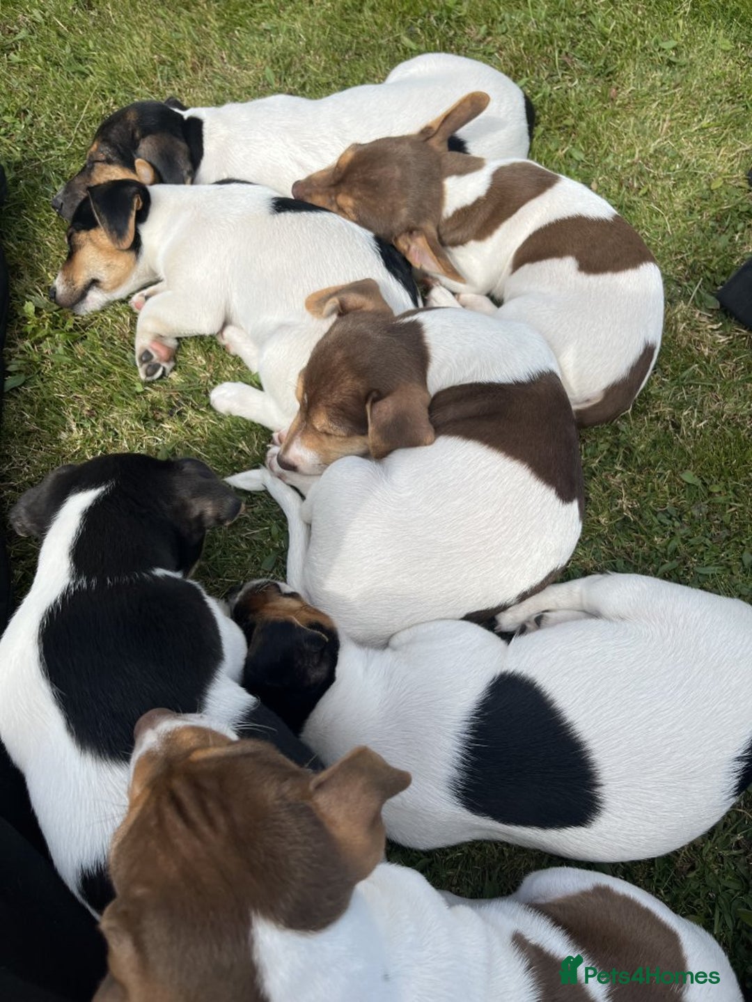 Jack Russell dogs for sale: Playful Jackrussell puppies for sale - Image 3