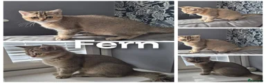 British Shorthair 6