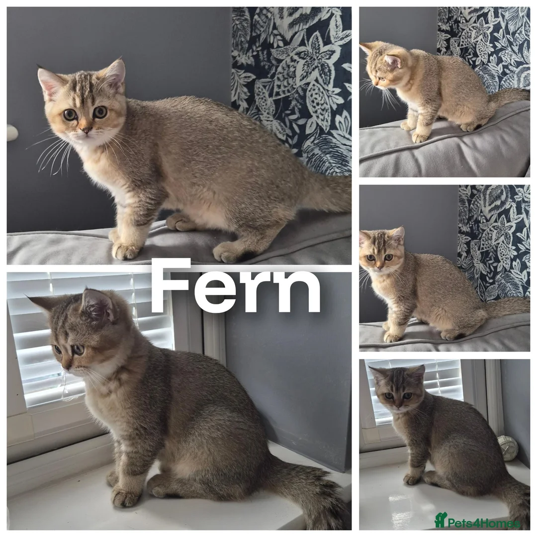 British Shorthair cats for sale: Beautiful registered Blue Golden, Lilac Golden  - Advert 16