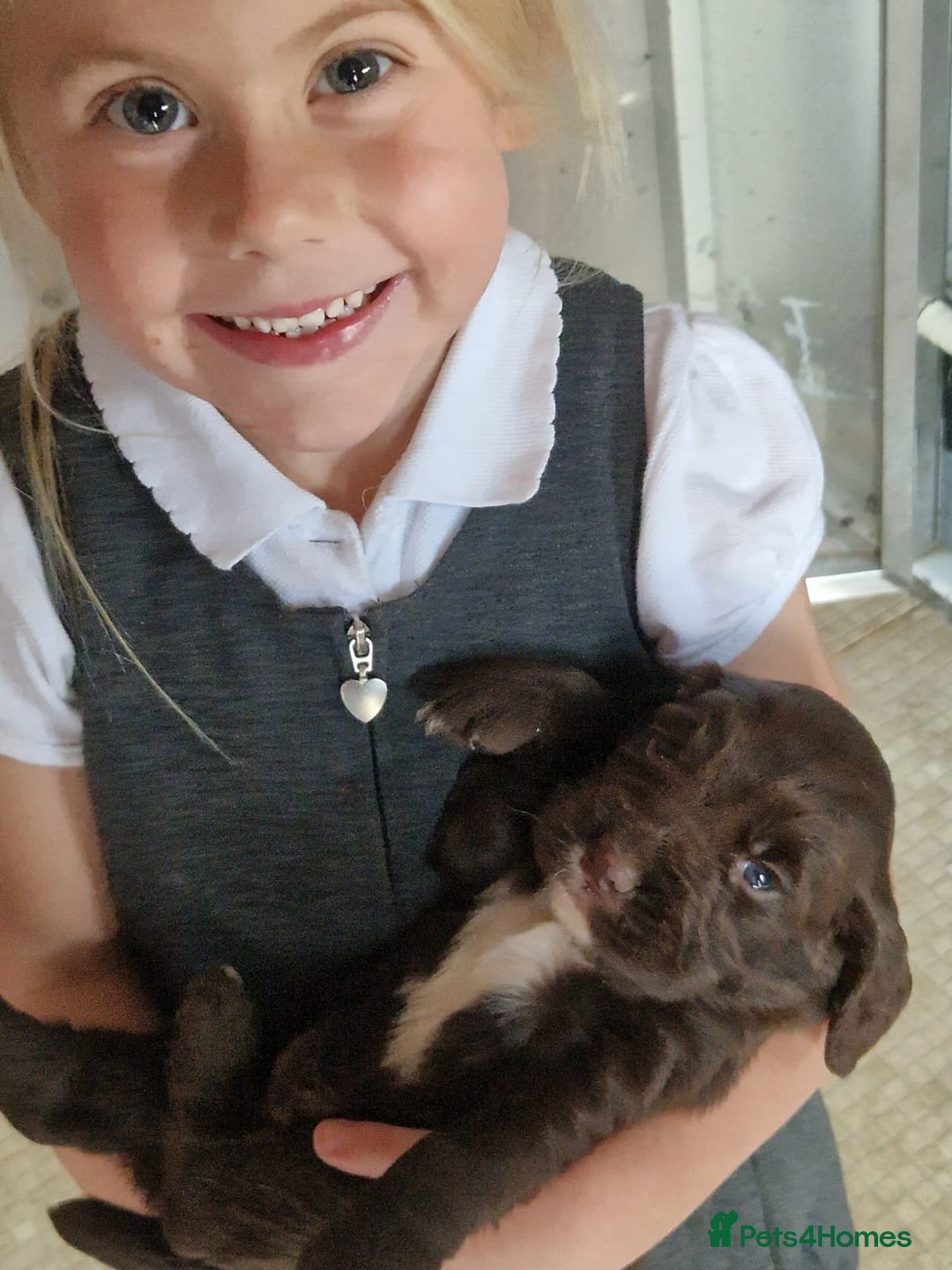 Sprocker dogs for sale: Beautiful sprocker puppies - Advert 6
