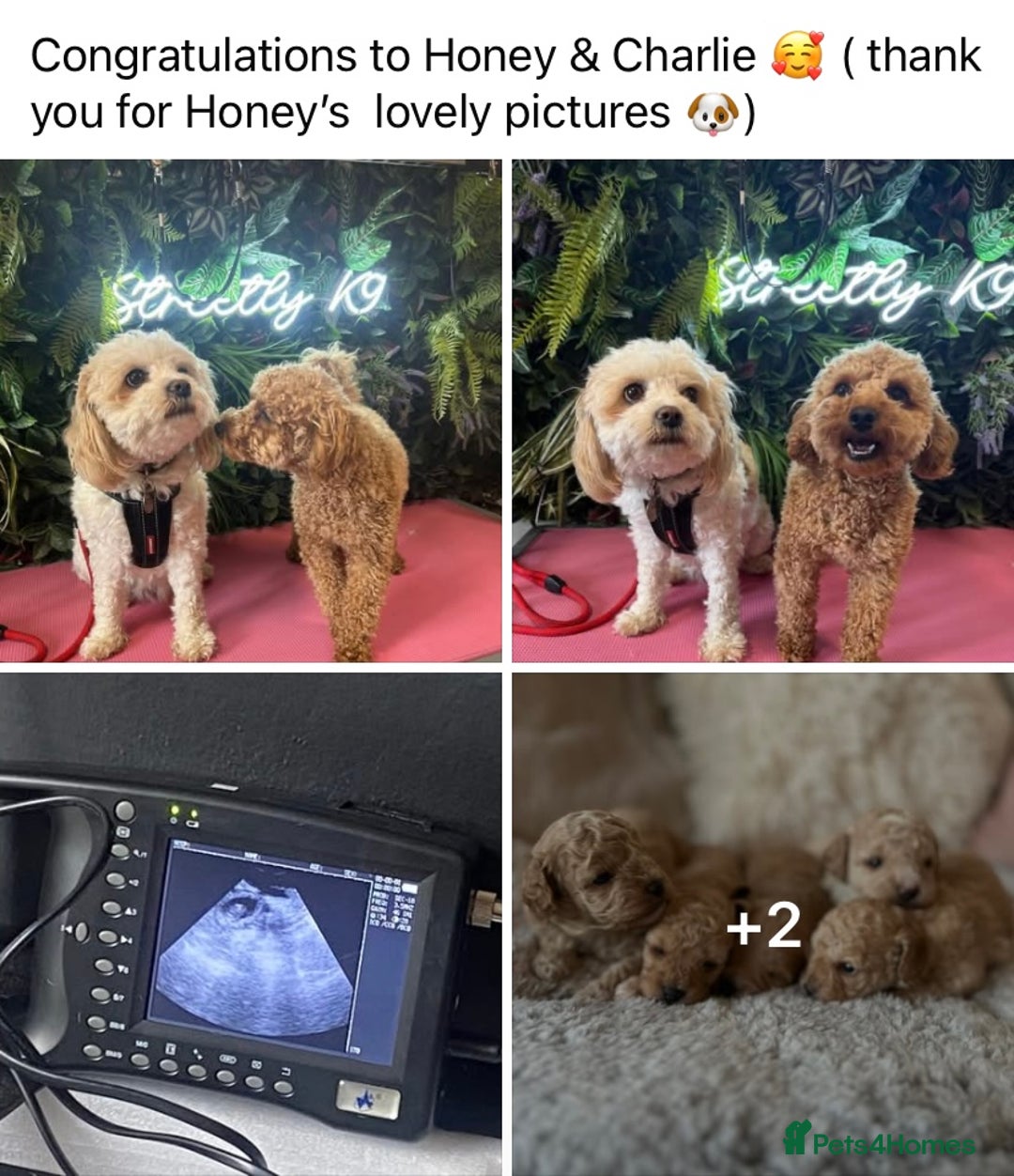 Maltese dogs for stud: KC Toy poodle stud fully health tested  - Advert 7