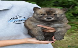 Chow Chow dogs for sale: Genuine Teddy Bear Chowski Puppies - Image 10