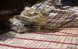 Ragdoll cats for sale: Ragdoll + Persian Breed London  - Image 4