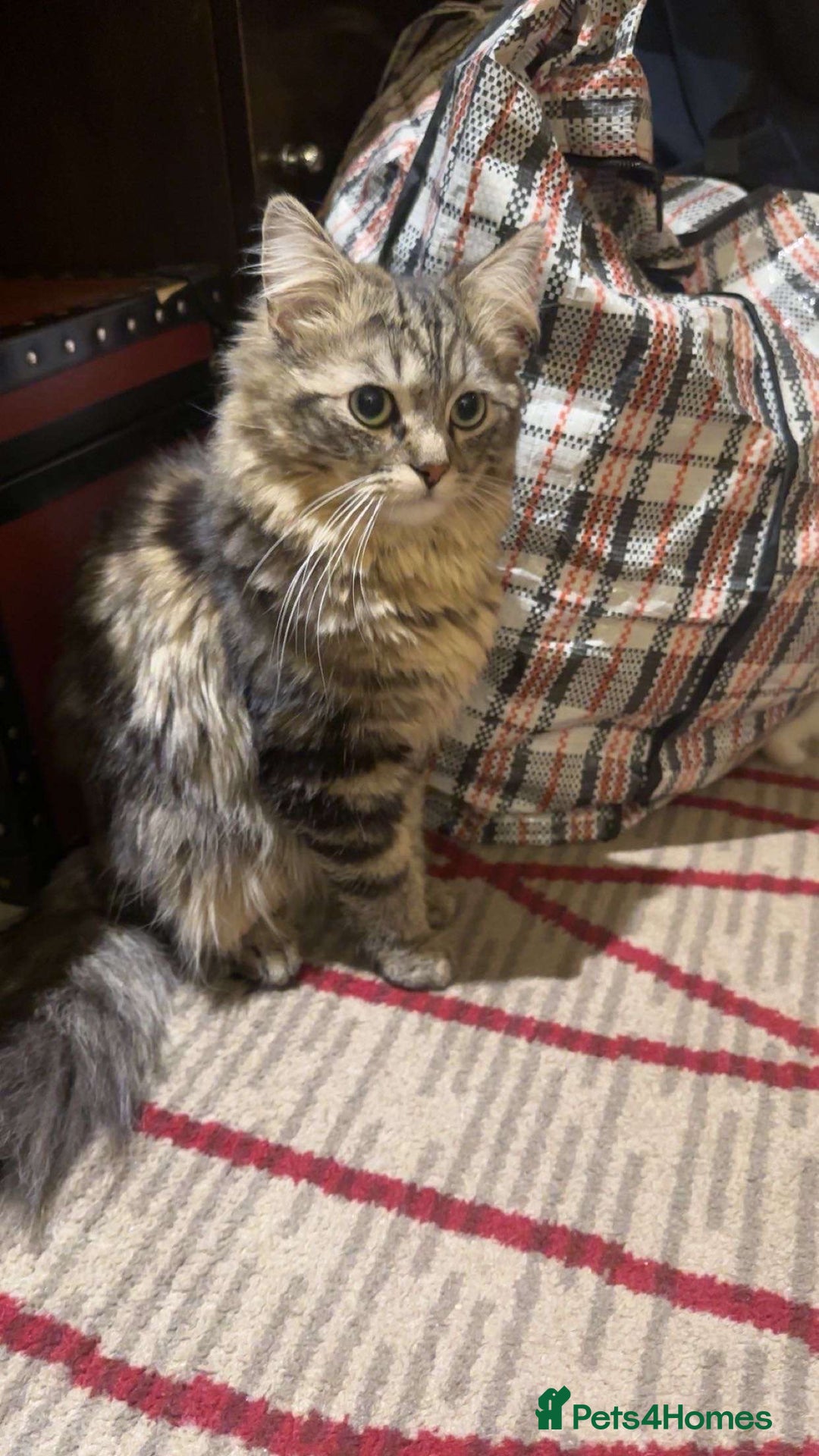 Ragdoll cats for sale: Ragdoll + Persian Breed London  - Image 4