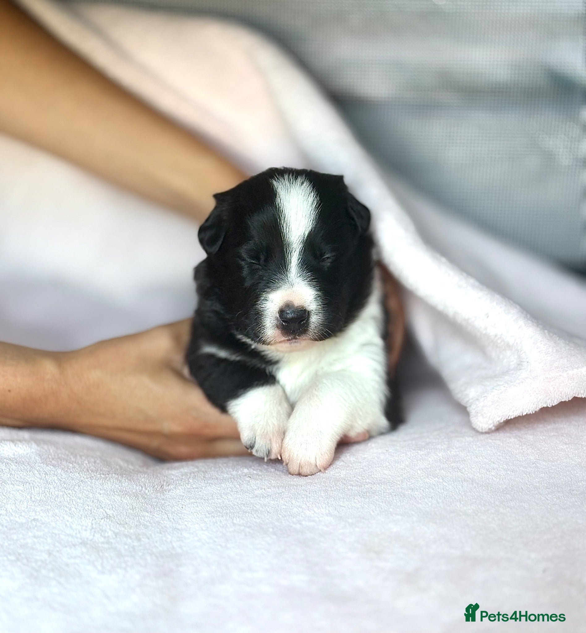 Border Collie dogs Sport border collies  - Advert 1