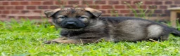 German Shepherd dogs for sale: Last 1 ** Elite Working GSDs – KC, Health Tested * - Advert 1