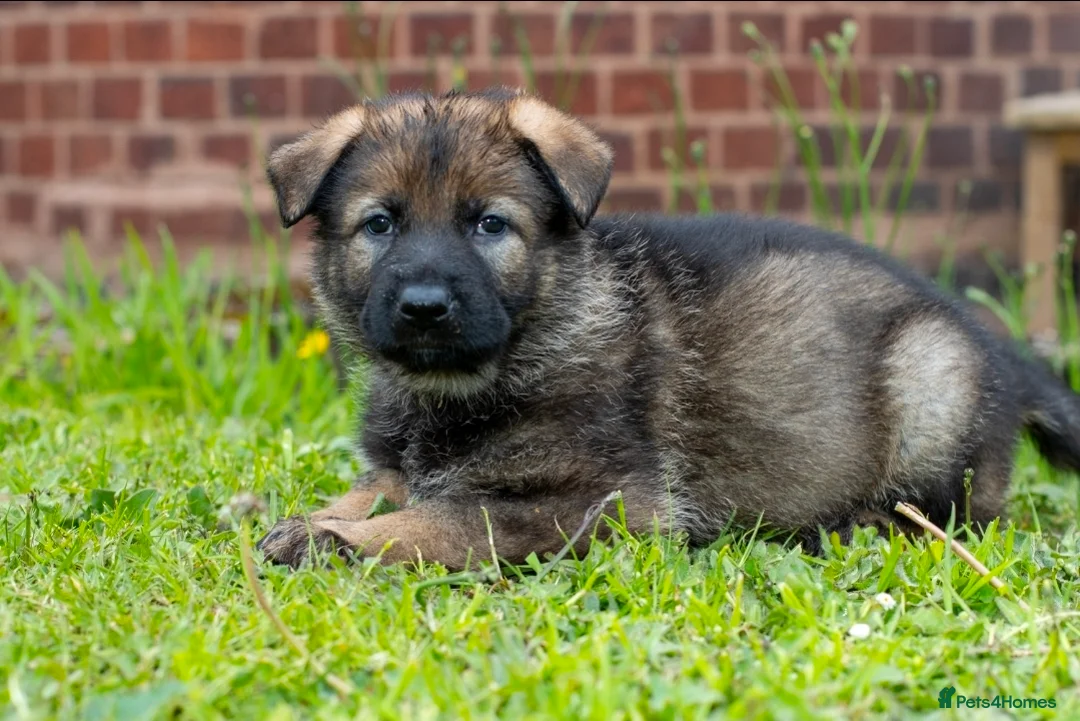 German Shepherd dogs for sale: Last 1 ** Elite Working GSDs – KC, Health Tested * - Advert 1