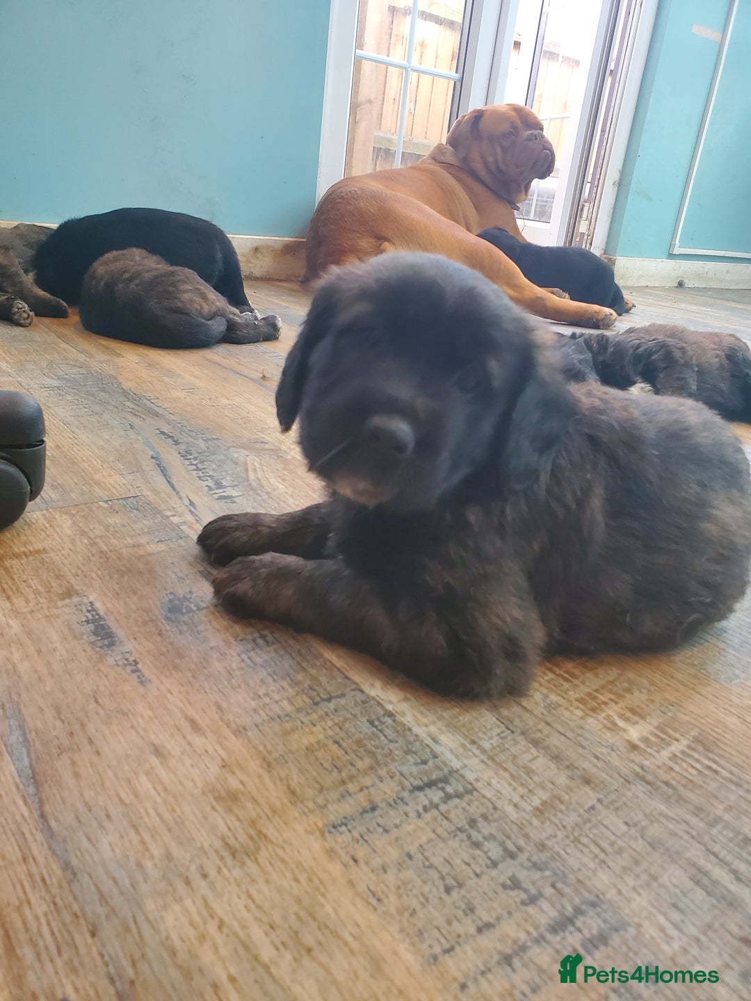Mixed Breed dogs for sale: Golden retriever x German Shepherd  x Rottweiler  - Image 9